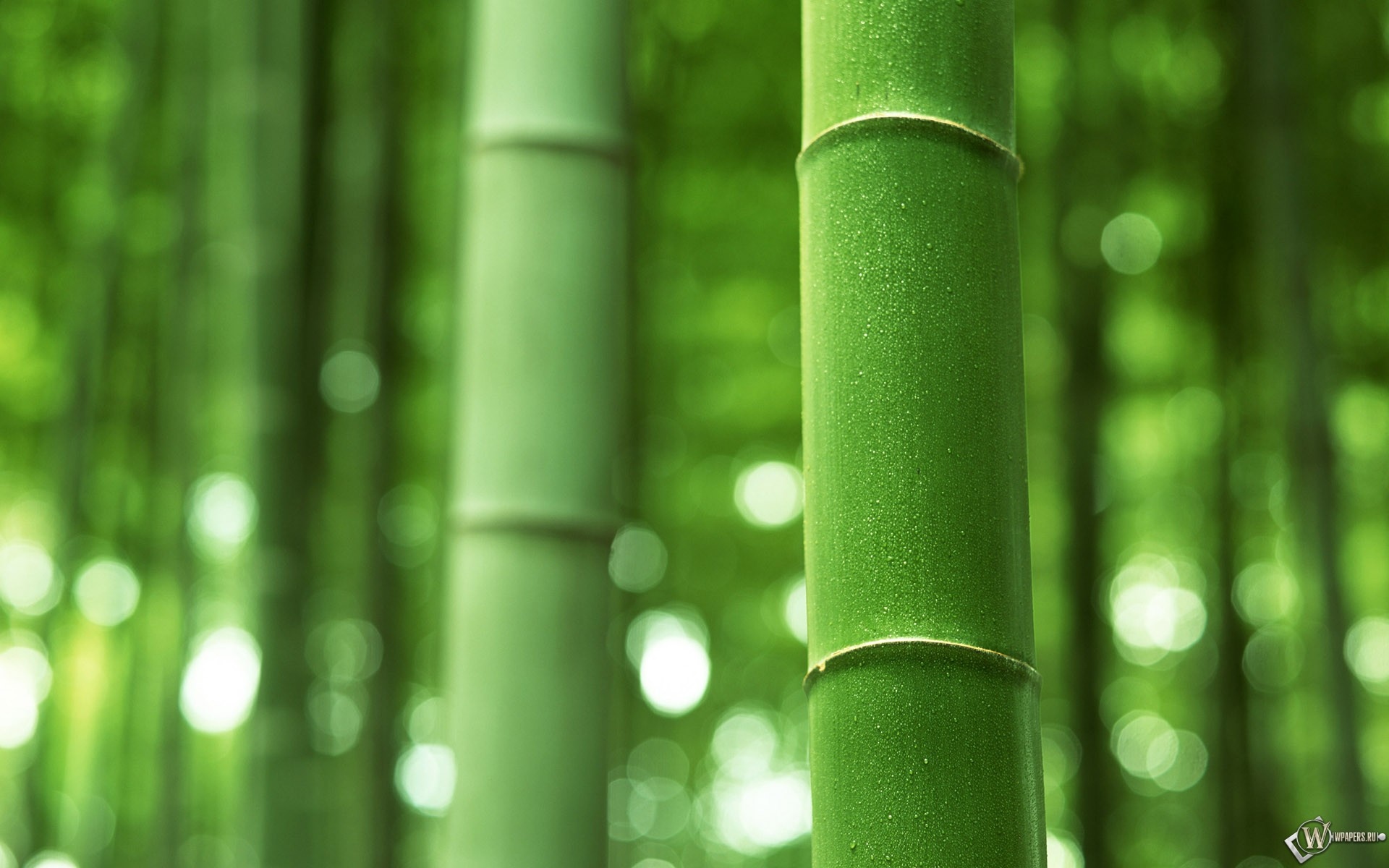 О бамбуке